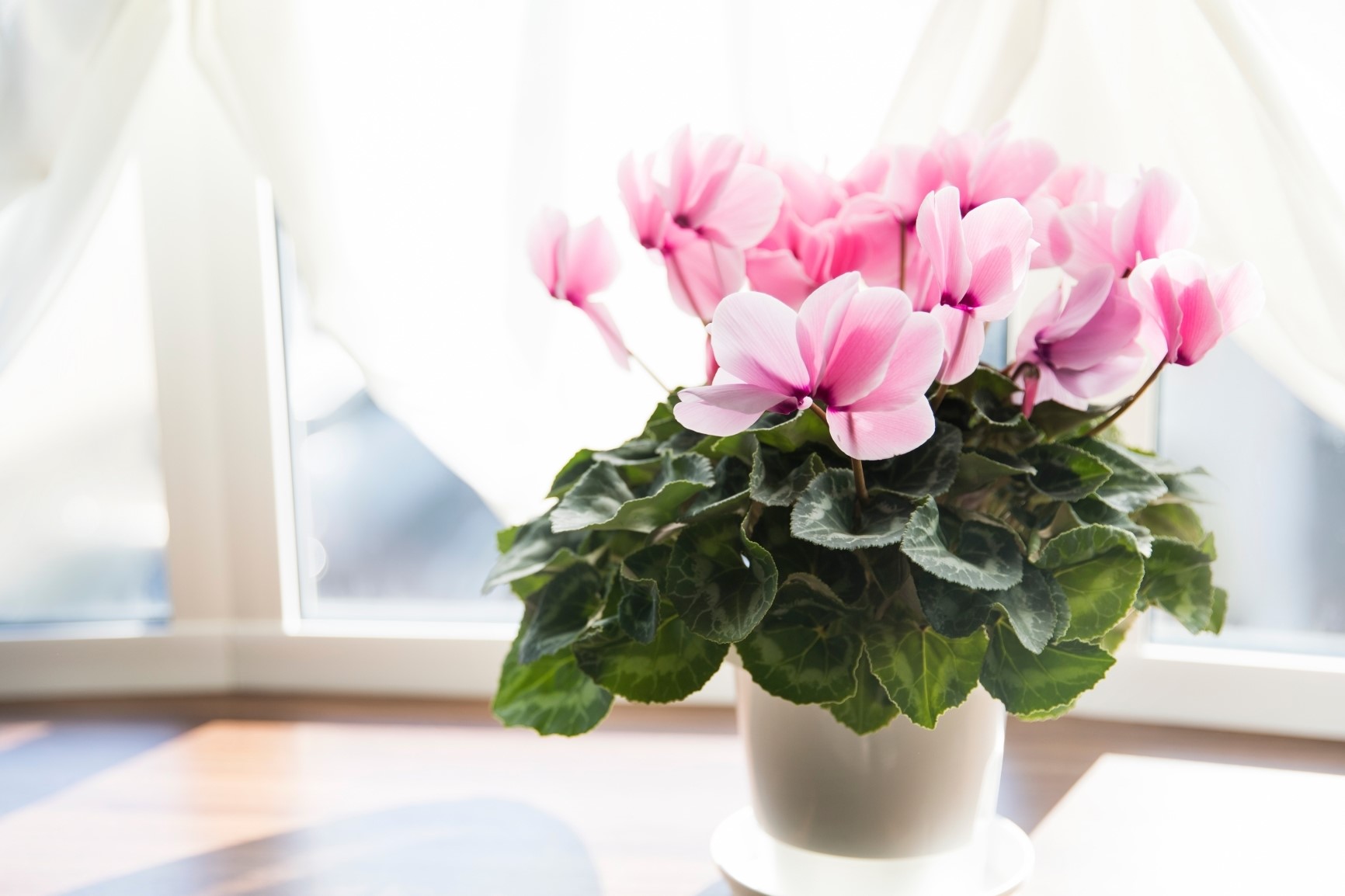 シクラメン～冬の訪れ～